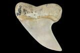 Mako Shark Tooth Fossil - Sharktooth Hill, CA #94724-1